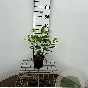 Itea virginica 'Henry's Garnet' 30-40 cm C1.3