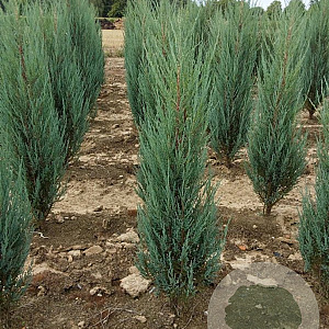Juniperus s. 'Blue Arrow' 80-100 cm met kluit