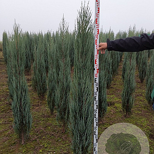 Juniperus s. 'Blue Arrow' 140-160 cm met kluit