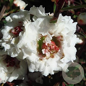Leptospermum scop. 'Snow Flurry' 30-40 cm 3,0L