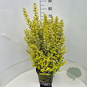 Ligustrum oval. 'Aureum' 60-80 cm 10L