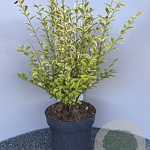 Ligustrum oval. 'Aureum' 60-80 cm 10L