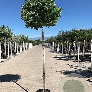 Liquidambar s. 'Gum Ball' 8-10 cm 20L 200 cm stam