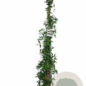 Lonicera henryi 175-200 cm 7,5L Gestokt
