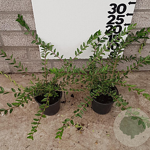 Lonicera pileata 30-40 cm P13