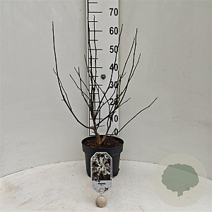 Magnolia kobus 50-60 cm 5,0L