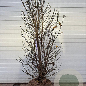 Magnolia 'Susan' 200-225 cm draadkluit