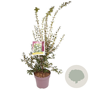 Osmanthus burkwoodii 45-50 cm 10L