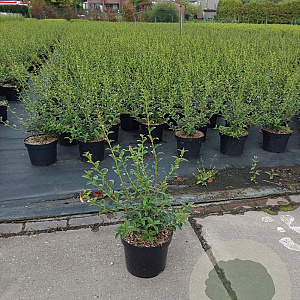 Osmanthus burkwoodii 50-60 cm 5,0L