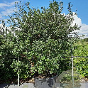Osmanthus burkwoodii 175-200 cm container meerstammig
