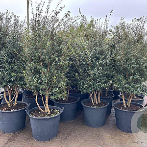 Osmanthus burkwoodii 175-200 cm container meerstammig