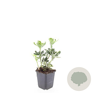 Pachysandra term. 'Variegata' GM P9