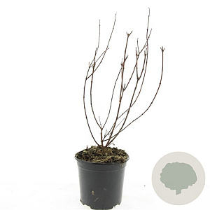 Philadelphus 'Belle Etoile' GM C1.3