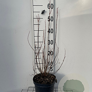 Philadelphus 'Manteau d'Hermine' 40-50 cm 3,0L