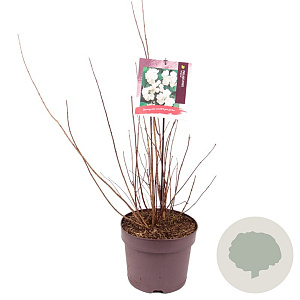 Philadelphus 'Virginal' 40-50 cm 7,5L