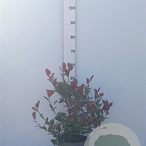 Photinia fraseri 'Little Red Robin' 40-60 cm 7,5L