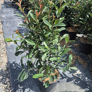 Photinia fraseri 'Red Robin' 50-60 cm 5,0L