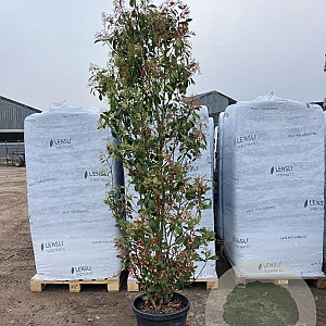 Photinia fraseri 'Red Robin' 200-250 cm 50L
