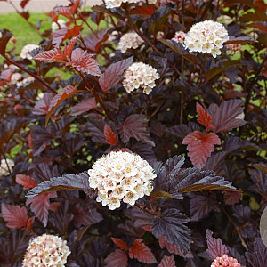 Physocarpus opulif. 'Andre' 30-40 cm 3,0L