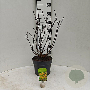 Physocarpus opulif. Magic Ball 40-60 cm 5,0L