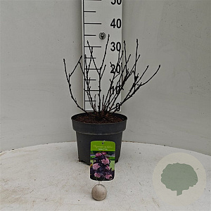 Physocarpus opulif. Panther 40-60 cm 5,0L