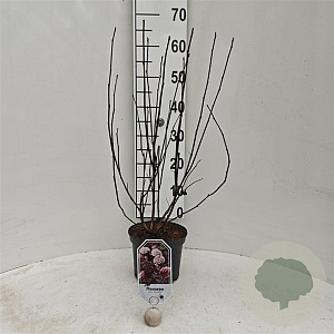 Physocarpus opulif. 'Red Baron' 25-30 cm 3,5L