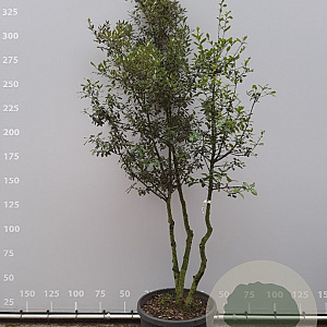 Quercus ilex 225-250 cm container meerstammig