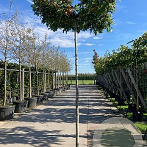 Quercus palustris 20-25 cm cont. 110L 225 cm stam dakvorm