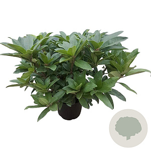 Rhododendron 'Anah Kruschke' 30-40 cm 5,0L struik