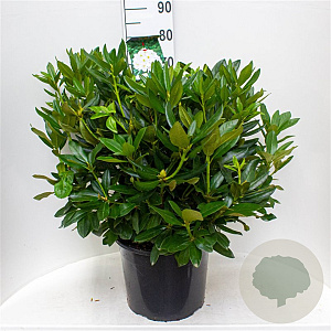 Rhododendron 'Cunningham's White' 60-70 cm 20L