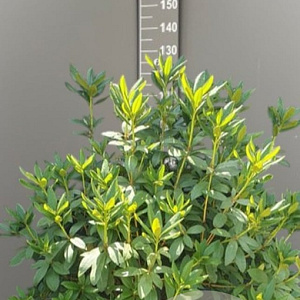 Rhododendron 'Cunningham's White' 100-120 cm container