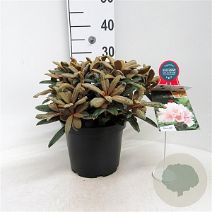 Rhododendron (Y) 'Edelweiss' 25-30 cm 5,0L