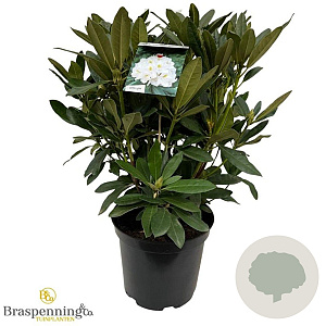 Rhododendron 'Madame Masson' 50-60 cm 10L