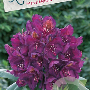 Rhododendron 'Marcel Menard' 70-80 cm 40L