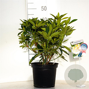 Rhododendron 'Olga' 30-40 cm 5,0L struik
