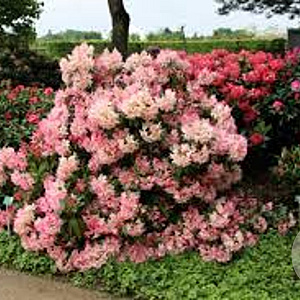 Rhododendron (Y) 'Percy Wiseman' 30-40 cm container