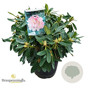 Rhododendron (Y) 'Percy Wiseman' 50-60 cm 10L