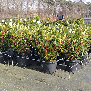 Rhododendron ponticum 40-50 cm 5,0L