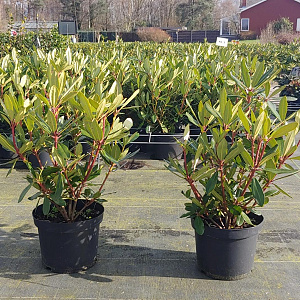 Rhododendron ponticum 40-50 cm 5,0L