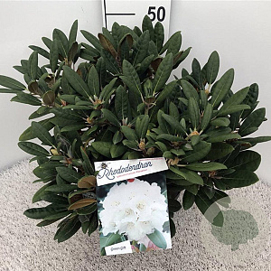 Rhododendron (Y) 'Porzellan' 40-50 cm 10L
