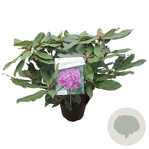 Rhododendron 'Roseum Elegans' 30-40 cm 5,0L struik
