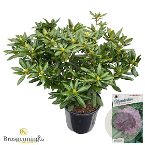 Rhododendron 'Roseum Elegans' 60-70 cm 20L