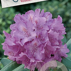 Rhododendron 'Roseum Elegans' 60-70 cm 20L