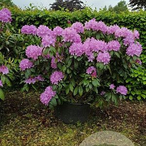 Rhododendron 'Roseum Elegans' 125-150 cm met kluit