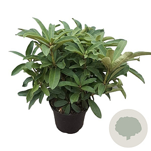 Rhododendron 'Wilgen's Ruby' 30-40 cm 5,0L struik