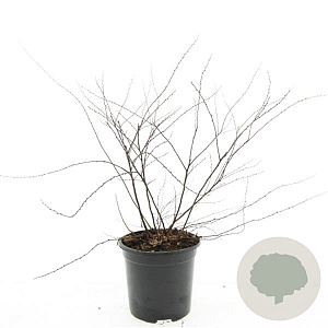 Spiraea cinerea 'Grefsheim' GM C1.3