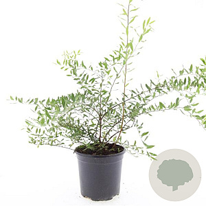 Spiraea cinerea 'Grefsheim' GM C1.3