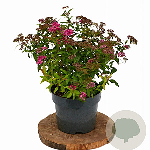 Spiraea jap. 'Anthony Waterer' 30-40 cm 3,0L