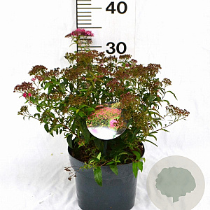 Spiraea jap. 'Anthony Waterer' 30-40 cm 3,0L