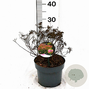 Spiraea jap. 'Anthony Waterer' 30-40 cm 3,0L